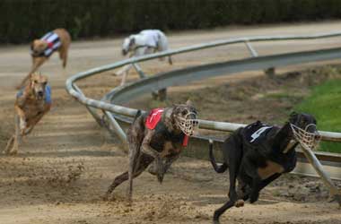 Dog Race Betting Online Dog Race Betting Online